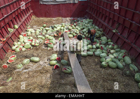 Aprile 18, 2015 - Dhaka, Bangladesh - Cocomero produttori stanno ora diventando solvente mediante la vendita di cocomeri, uno dei popolari frutta estiva in Bangladesh, per buoni prezzi in mercati locali nonché agli acquirenti di Dhaka, Rajshahi Bogra, Khulna e distretti adiacenti..suolo sabbioso dell isola e la presenza di un buon numero di fiumi e canali, fornendo Impianto irrigazione, sono i fattori chiave che aumentano la coltivazione..un contadino di nome Abul Khaer detto, ''Ho coltivato i cocomeri sul mio 7 acri di terra spendendo circa Taka 4 lakh e hanno già guadagnato circa Taka 5.5 lakh. Mi auguro di ottenere Taka 12 Foto Stock