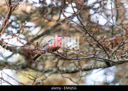 Pine Grosbeak in Burnaby Mountain Park Foto Stock