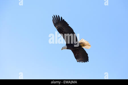 American aquila calva in volo contro il cielo blu Foto Stock