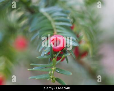 Yew ramoscello con frutti su sfondo bianco Foto Stock