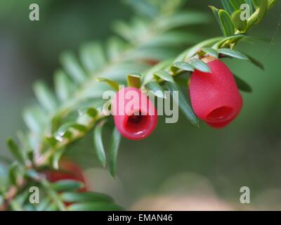 Yew ramoscello con frutti su sfondo bianco Foto Stock