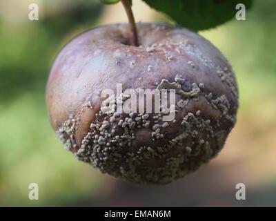 Frutta marcia apple appeso a un albero Foto Stock