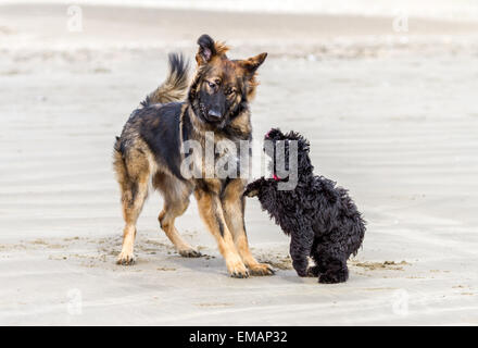 Pastore Tedesco cane incontra un piccolo cane nero su di una spiaggia di sabbia e cominciano a suonare insieme. Foto Stock