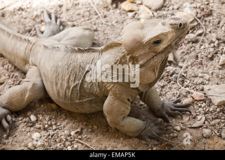 Rhinoceros Iguane e lucertole nella famiglia Iguanidae, Repubblica Dominicana, foto con messa a fuoco selettiva e DOF poco profondo Foto Stock