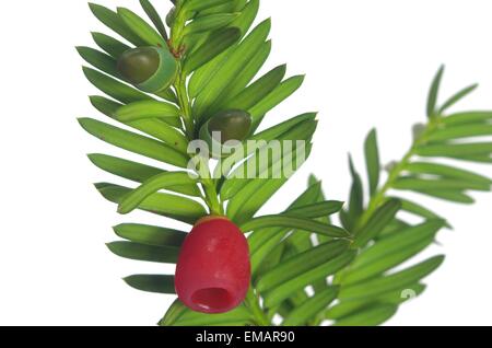 Yew ramoscello con frutti su sfondo bianco Foto Stock