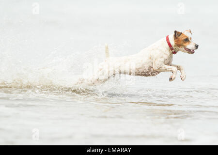 Happy Dog Run a pieno Sped sulla spiaggia Foto Stock