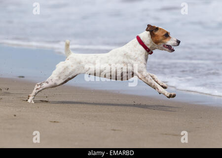 Happy Dog Run a pieno Sped sulla spiaggia Foto Stock