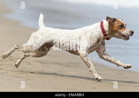 Happy Dog Run a pieno Sped sulla spiaggia Foto Stock