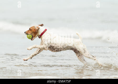 Happy Dog Run a pieno Sped sulla spiaggia Foto Stock