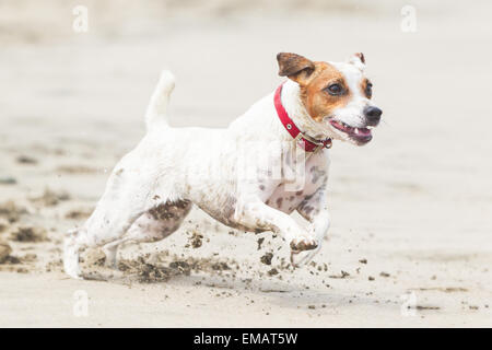 Happy Dog Run a pieno Sped sulla spiaggia Foto Stock