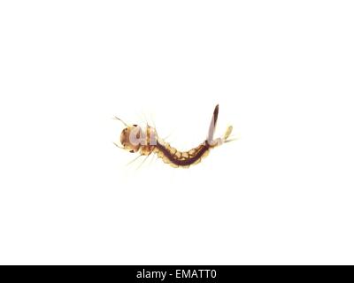 Zanzare larva in acqua su sfondo bianco Foto Stock