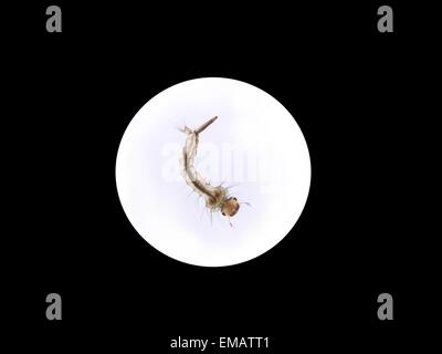 Zanzare larva in acqua su sfondo bianco Foto Stock