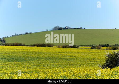 Campo di colza in piena fioritura. Campo giallo in primo piano con un prato verde dietro. Foto Stock