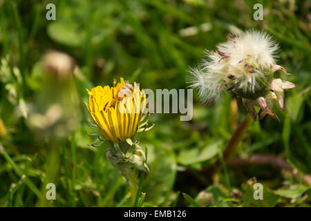 Il miele delle api estraendo il polline di un fiore di tarassaco. Foto Stock