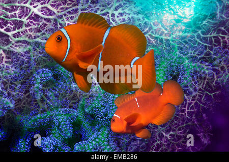 Montaggio di Spinecheek anemonefish con gorgonie. Foto Stock