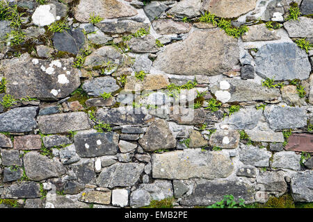 Sfondo di un vecchio muro di pietra con qualche verde muschio Foto Stock