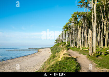 Una faggeta presso il Mar Baltico Foto Stock