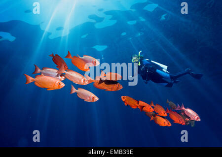 Femmina sub dietro una scuola di tonno obeso o Goggle-eye (Priacanthus hamrur) con gli alberi di luce del sole. Foto Stock