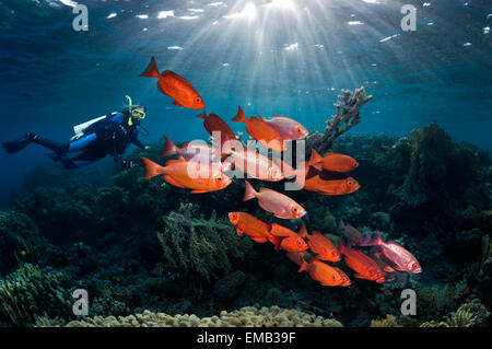 Femmina sub dietro una scuola di tonno obeso o Goggle-eye (Priacanthus hamrur) con gli alberi di luce del sole. Foto Stock