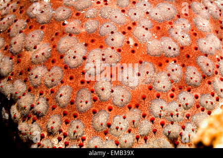 Stella cuscino (Culcita novaeguineae). Mare delle Andamane, Thailandia. Foto Stock