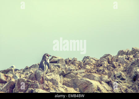 Pinguini Humboldt stand sulla costa rocciosa dell'Isola Ballestas in Paracas national park. Si tratta di un designato Patrimonio mondiale Foto Stock