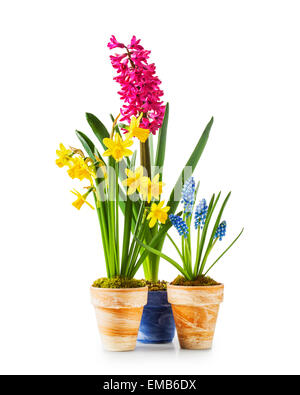Fiori di Primavera. Vasi da fiori con daffodil, giacinto, muscari isolati su sfondo bianco Foto Stock