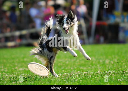 Luglio 27,2008, Praga, Repubblica Ceca. È la fine della CECA campionato nazionale nella Repubblica Ceca. Molti cani e mans ha mostrato Foto Stock