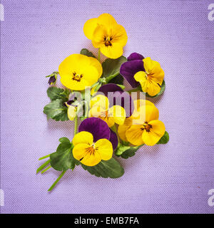 Biglietto di auguri con belle pansies. Festa della mamma concetto. Floreali sul lilla tessuto di lino sfondo Foto Stock