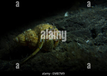 Comune eremita settentrionale Crab Pagurus bernhardus, dal Mare del Nord al Lillebaelt, Kongeborgaarden, Danimarca. Foto Stock