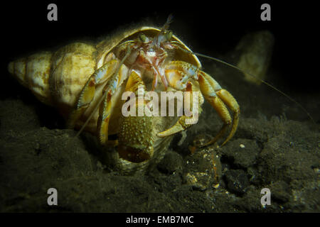 Comune eremita settentrionale Crab Pagurus bernhardus, dal Mare del Nord al Lillebaelt, Kongeborgaarden, Danimarca. Foto Stock