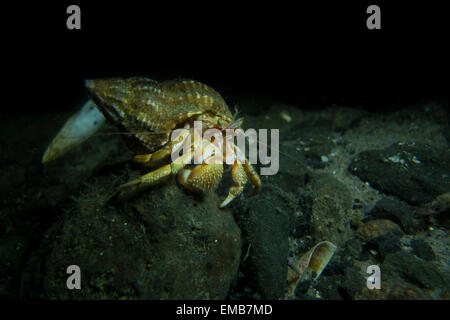 Comune eremita settentrionale Crab Pagurus bernhardus, dal Mare del Nord al Lillebaelt, Kongeborgaarden, Danimarca. Foto Stock