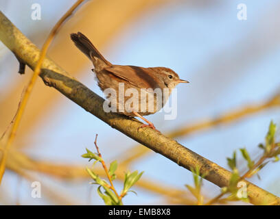 Cettis trillo (Cettia cetti) Foto Stock