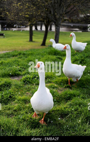 Brighton SUSSEX REGNO UNITO 19 Aprile 2015 - a pattugliare queste oche godere delle belle giornate di sole di questo pomeriggio a Queens Park Brighton fotografia scattata da Simon Dack/Alamy Live News Foto Stock