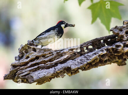 Acorn Woodpecker (Melanerpes formicivorus) appollaiato su un ramo di albero. Foto Stock