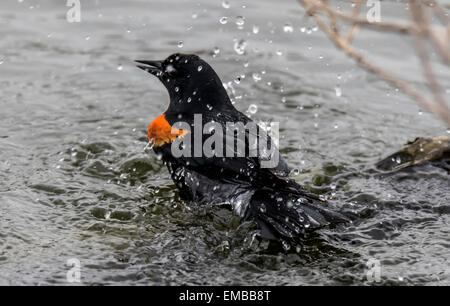 Rosso-winged blackbird prendendo un bagno nel lago Foto Stock