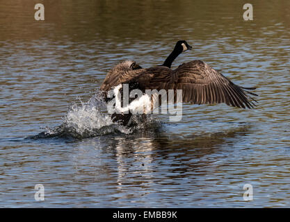 Canada Goose che corre lungo l'acqua che si prepara a prendere il largo. Foto Stock