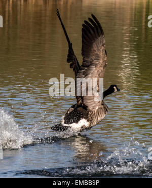 Canada Goose che corre lungo l'acqua che si prepara a prendere il largo. Foto Stock