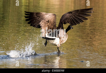 Canada Goose che corre lungo l'acqua che si prepara a prendere il largo. Foto Stock