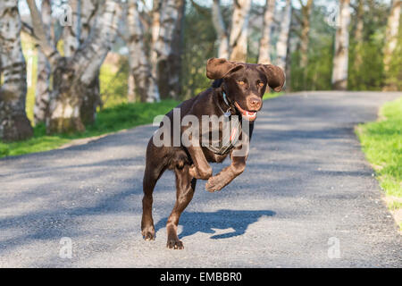 Il Labrador cioccolato che corre lungo un canale percorso di traino in Rodley, Leeds, West Yorkshire Foto Stock