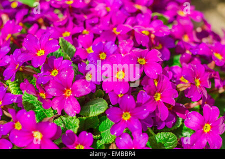 Viola luminoso fiori da giardino Foto Stock