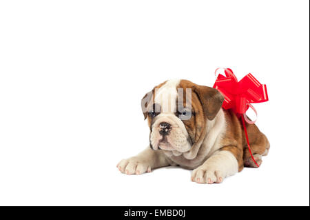 Bulldog inglese cucciolo con un inchino , in attesa di essere dato come un presente. Foto Stock