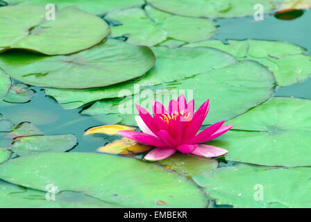 Ninfee rosa (Nymphaea) in un stagno Austria Europa Foto Stock