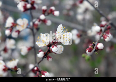 Fiori dei fiori di ciliegio in un giorno di primavera. La molla fiori di ciliegio, fiori di colore rosa. Foto Stock