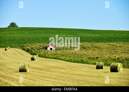 I campi con fieno e cornfield (Zea mays) in Francia Europa Foto Stock