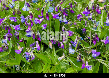 Il segnale di PEA fiori di primavera vetchling, Lathyrus vernus 'Cyaneus' Foto Stock