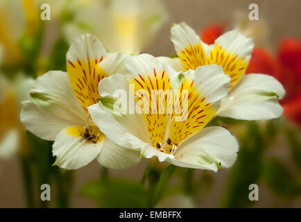 Un bouquet di fiori rossi e bianchi (Alstroemeria). Foto Stock