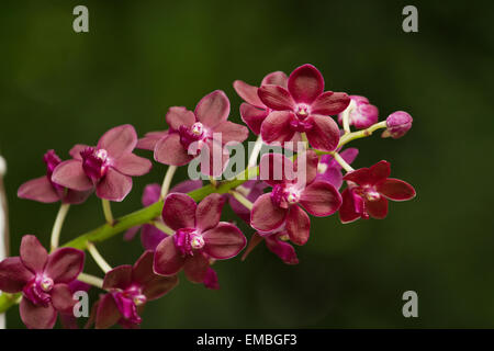 Fragranti orchidea rossa ;Vanda Orchidea, Vandachostylis Colmarie Foto Stock