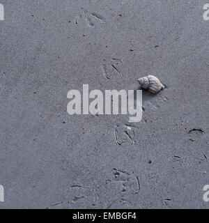 Una conchiglia di mare sulla spiaggia con le tracce di un gabbiano Foto Stock