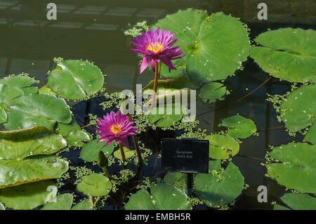 Impianto di ninfee tropicali Bullseye nei Kew Gardens, Londra Inghilterra Regno Unito Regno Unito Foto Stock