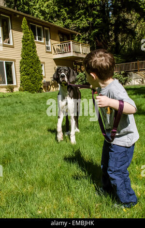 Tre anni di vecchio ragazzo avente un Tug-of-War come egli tenta di prendere il suo sei mesi Alano cucciolo, Athena, per una passeggiata Foto Stock